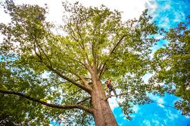 Best Tree Removal  in Ivins, UT