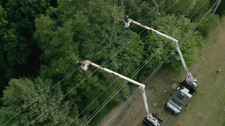Ivins, UT Tree Removal Company